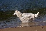 SIBERIAN HUSKY 549